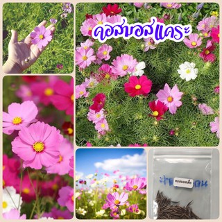 เมล็ดดอกคอสมอสแคระ​ 200​ เมล็ด​ คละสี