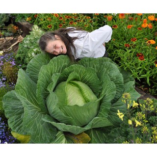 เมล็ด กะหล่ำปลียักษ์ - Giant Russian Cabbage