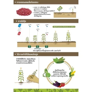 EWCOM Exp. 7/70 เมล็ดพันธุ์ ข้าวโพดเหนียวหวานชมพู 5000เมล็ด ตราศรแดง Waxy Corn