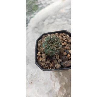 Gymnocalicium Stellatum