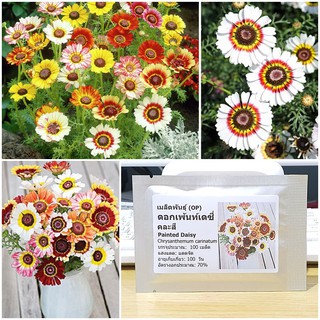 เมล็ดพันธุ์ ดอกเพ้นท์เดซี่ คละสี (Painted Daisy Mix Seed) บรรจุ 100 เมล็ด คุณภาพดี ของแท้ 100%