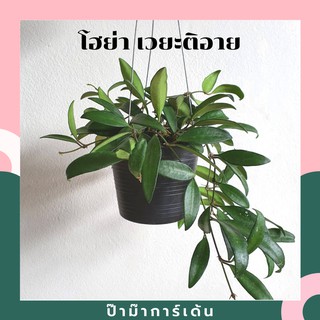 โฮย่า เวยะติอาย Hoya wayetii มาในกระถางพร้อมแขวน