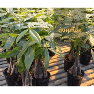 พร้อมส่ง‼️ต้นศุภโชค (Money Tree) ถักเปียเป็นไม้แคระใส่กระถาง​ ไม้มงคล ดอกสวย เมล็ดทานได้