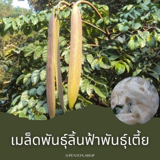 เมล็ดพันธุ์ลิ้นฟ้าเตี้ย 15 เมล็ด #10แถม1#โปรดสั่งสินค้าภายในร้าน30บาทขึ้นไป