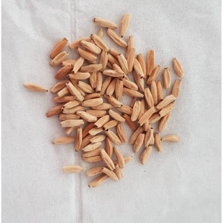 10 เมล็ด ชวนชม ลั่นทมยะวา คละสีแฟนซี Adenium Seeds