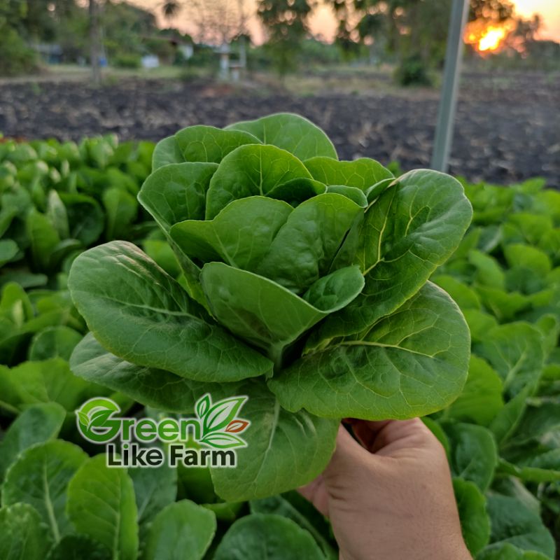 เมล็ดเปลือย มินิคอส โคลอี้ Chaoe บรรจุซอง 100 เมล็ด