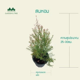 สนหอมไล่ยุ่ง มีกลิ่นหอม กลิ่นหอมอ่อนๆ พร้อมส่งกระถางดำ 6 นิ้ว