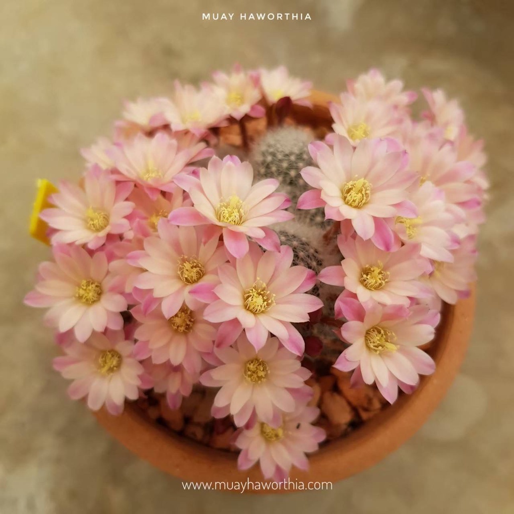 Cactus Rebutia celebration รีบูเทียสีชมพูทูโทน รหัสR002