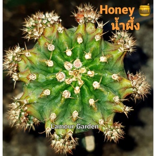 หน่อเด็ดสด แคคตัส (Gymno) "Honey" 🍯 โคลนใหม่จากสวน