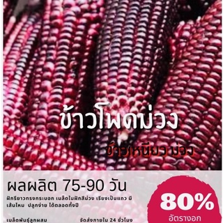 เมล็ดพันธุ์ ข้าวโพดข้าวเหนียวม่วง 50 เมล็ด ข้าวโพดม่วง ข้าวโพดข้าวเหนียว ข้าวโพด ✅ราคาถูก🪴ปลูกง่าย 🔥ซื้อ10แถม1