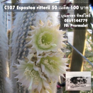 c107 Espostoa ritterii 50 เมล็ด 100 บาท