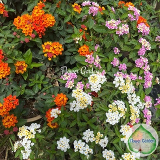 Flower Garden F116 ต้นผกากรอง Lantana ออกดอกทั้งปี ทนแล้ง ไม้พุ่มอายุยืน กระถาง 8 นิ้ว ไม้แดด เลี้ยงง่าย