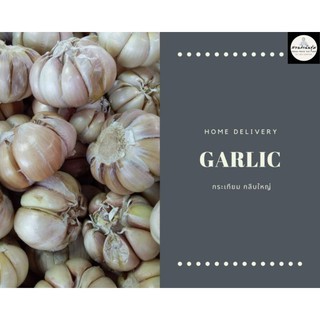 กระเทียม Garlic กลีบใหญ่ แพค 250 กรัม