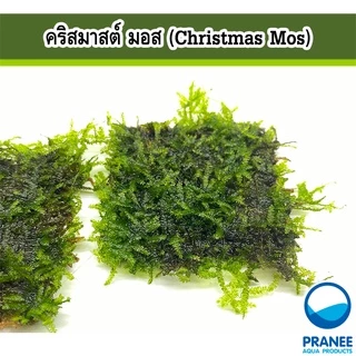 คริสมาสต์ มอส (Christmas Moss) พันตะแกรงและเกาะหิน ต้นไม้น้ำ ต้นไม้น้ำตกแต่งตู้ปลา ***กรุณาอ่านรายละเอียดก่อนสั่งซื้อ***