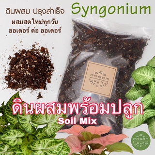 ดินผสมพร้อมใช้ สูตร 6 เงินไหลมา / ออม (Syngonium) Pasom Garden -  ดินปลูกต้นไม้ วัสดุปลูกปรุงสำเร็จ Aroid Soil Mix