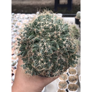 แมมกล้วยหอม Mammillaria Longimamma กระบองเพชร แคคตัส