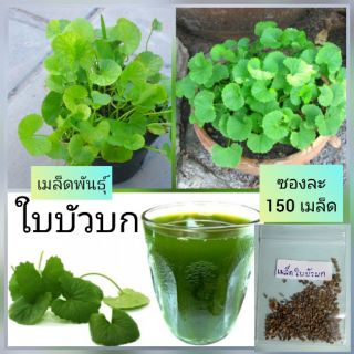 เมล็ดพันธุ์ใบบัวบก ซอง 150เมล็ด เมล็ดพันธุ์ดี ปลูกในกระถางได้ พร้อมส่งจากไทย