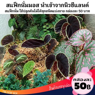 สแฟ็กนั่มมอส Sphagnum moss ปลูกพืช กล่องละ 50 บาท