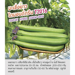 เมล็ดพันธุ์ มะเขือยาว มะเขือ สีเขียว - Eggplant Diamond Greenตราดอกแตง เมล็ดพันธุ์ เมล็ดผัก คุณภาพ"เพื่อนเกษตรกร"