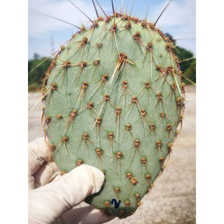 Opuntia Strigil แพดใหญ่ ขนาด5~6นิ้ว