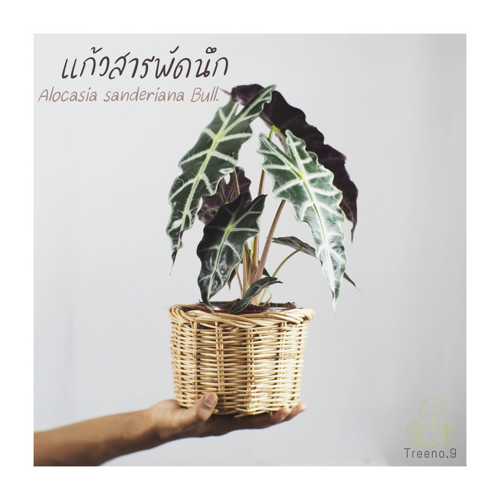 Treeno.9 T14🧡ว่านต้นแก้วสารพัดนึก #ALOCASIASANDERIANABULL🎍ไม้มงมล ใบสวย ...