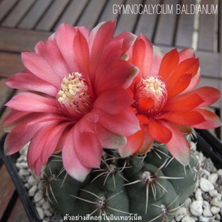 ♥️🌼บัลเดียนั่ม ลุ้นสีดอกสวยๆ (gymnocalycium baldianum)มี 2 size จ้า ขนาด 5 cm และใหญ่ๆ 8-10cm ♥️พร้อมส่งจ้า