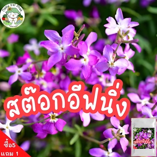 เมล็ดพันธุ์ สต๊อกอีฟนิ่ง 150 เมล็ด(มีกลิ่นหอม)  Evening Scented Stock นำเข้าจากต่างประเทศ ปลูกง่าย ไม่กลายพันธุ์