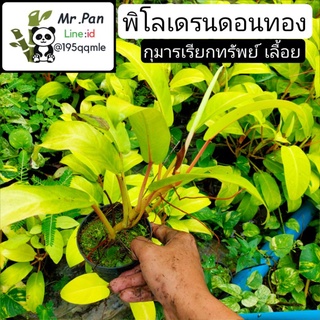 ฟิโลทอง  ต้นกุมารเรียกทรพย์ (เลื้อย) Philodendron golden