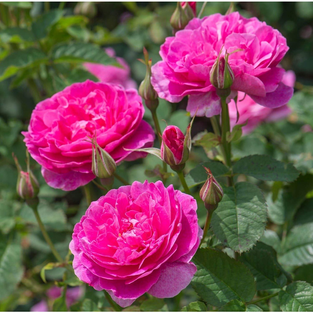 30 เมล็ด เมล็ดพันธุ์ ดอกกุหลาบ สีบานเย็น พันธุ์ดอกใหญ่ นำเข้า Rose Seeds