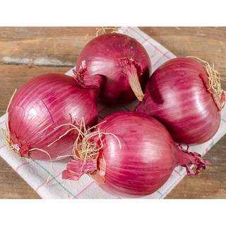 100 เมล็ด เมล็ดหอมหัวใหญ่ สายพันธุ์ หอมแดง หอมแขก Karmen  Onion seeds