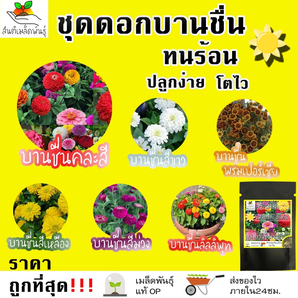 เมล็ดพันธุ์ ชุดดอกบานชื่น ปลูกง่าย ทนร้อน โตไว พร้อมส่ง บานชื่นคละสี/สีขาว/พรมเปอร์เซียร์/สีเหลือง/สีม่วง/ลิลลิพุท/สีส้ม