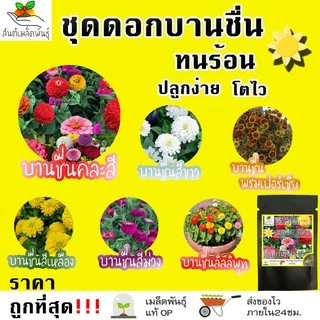 เมล็ดพันธุ์ ชุดดอกบานชื่น ปลูกง่าย ทนร้อน โตไว พร้อมส่ง บานชื่นคละสี/สีขาว/พรมเปอร์เซียร์/สีเหลือง/สีม่วง/ลิลลิพุท/สีส้ม