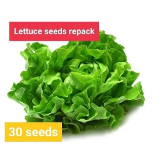 （อัตราการงอก 90%）seedsLETTUCE VEGES REPACKED SEEDS INAZ/เมล็ด ผัก ปลูก สวนครัว คละ