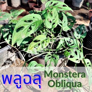 1 ต้น พลูฉลุ Monstera obliqua ต้นไม้ในร่ม ต้นไม้ฟอกอากาศ  ไม้มงคล จัดส่งพร้อมกระถาง 1-3 วันได้รับ