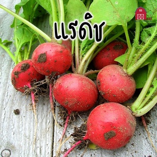 เมล็ดพันธุ์ แรดิช เมล็ดแรดิช แรดิชเมล็ดนำเข้า