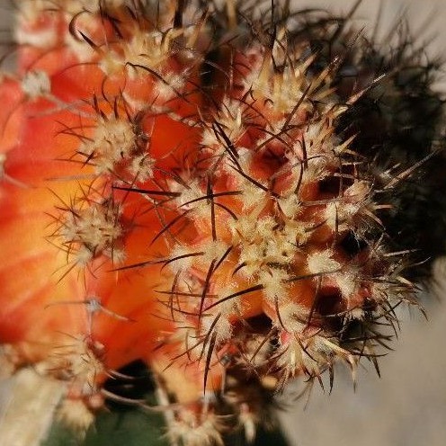 หน่อเด็ดสด LB hybrid Cactus แคคตัส กระบองเพชร ไม้อวบน้ำ ไม้กราฟ ราคาถูก แอลบี ไฮบริด