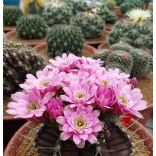 🌵กระบองเพชรมีดอก🌸 ยิมโนแคคตัส Gymno Cactus🌵