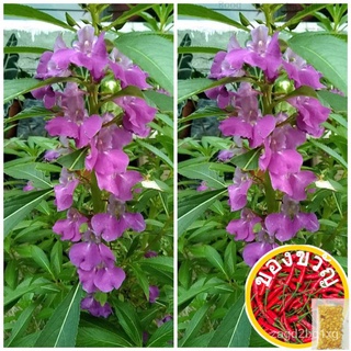 Balsam Kamantigi ed 15 - 20 Seeds Binhi Pantanimเมล็ด/ดอกไม้/สวน/สวน/ดอกทานตะวัน/ดอกไม้/หญ้า/ข้าวโพด/สวนผลไม้/กล้วย/ผู้ช