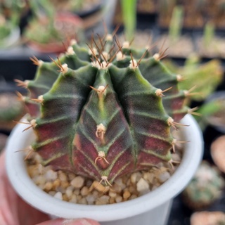 ep3 Gymnocalycium ไม้เพาะเมล็ด