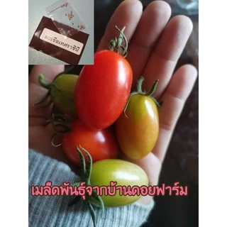 30 เมล็ด มะเขือเทศราชินี เมล็ดพันธุ์มะเขือเทศ เมล็ดพันธุ์มะเขือเทศราชินี