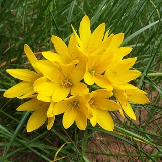 ดอกบัวดินคละสีลุ้นสายพันธุ์ลุ้นสีชุดละ20หัว5-7สีสายพันธุ์ได้หลายสี