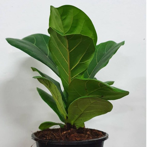 มุมมอง 4