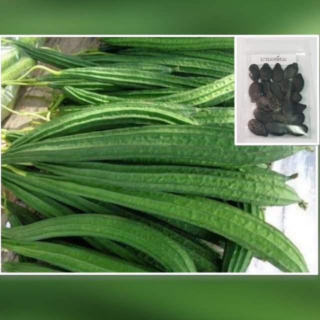 เมล็ดบวบเหลี่ยม 15 เมล็ด [ 10แถม2 ] คละได้