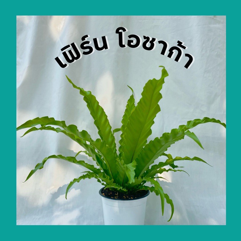 My Image 2