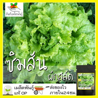 เมล็ดพันธุ์ ผักสลัด ซิมสัน 1000เมล็ด Black Seeded Simpson Lettuce เมล็ดพันธุ์แท้100%นำเข้าจากต่างประเทศ ปลูกผัก สวนครัว