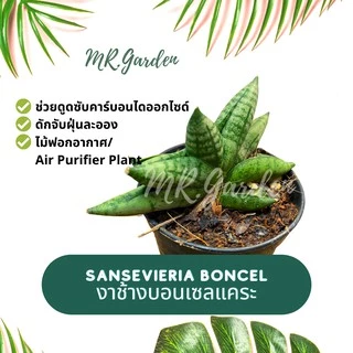 ต้นลิ้นมังกร งาช้างบอนเซลแคระ Sansevieria Boncel รากแน่นแข็งแรง