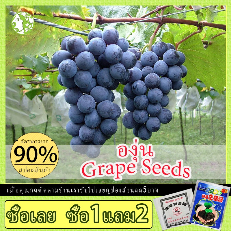 ต้นองุ่นพันธุ์แบล็คโอป 100 เมล็ด Grape Seeds Fruit Seed  ต้นองุ่น​ กิ่งองุ่นป่าเสียบยอด เมล็ดพันธุ์ด