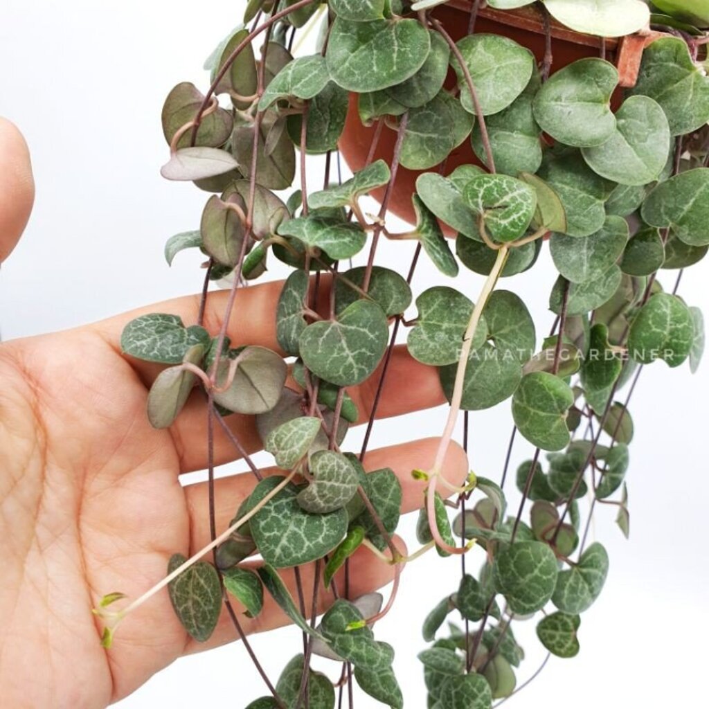 มุมมอง 2