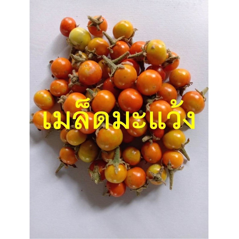 เมล็ดมะแว้ง 20 บาท 500 เมล็ด – โปรปัง