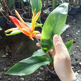 ต้นปักษาสวรรค์ : Bird of paradise ไม้ประดับ พร้อมในกระถางพลาสติก 8 นิ้ว